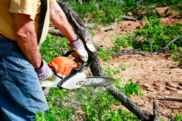 Best Tree Pruning Services  in USA